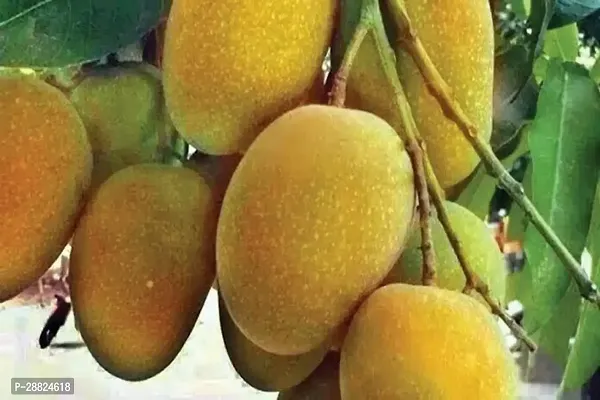 Baishnab  MV01 Mango Plant