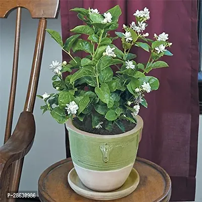 Baishnab Jasmine Plant CHJAS20-thumb3