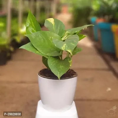 Baishnab  Money Plant CF0019 Money Plant-thumb0