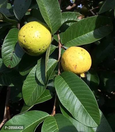 Baishnab Coconut Plant Hong Kong Pink Guava Plant-thumb0