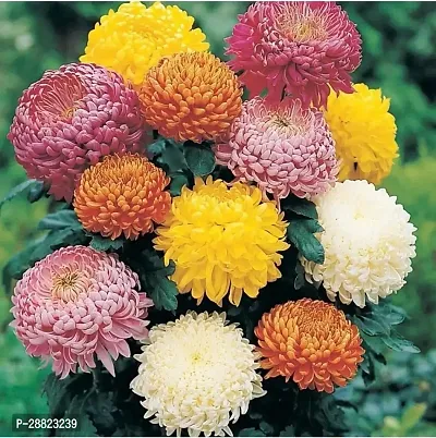 Baishnab  Guldaudi multi mix flower Chrysanthemums-thumb0