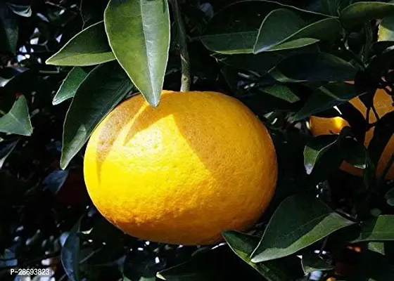 Baishnab Lemon Plant Live Giant Orange, Santra lemon Fruit Plant 1 Healthy Live Plant With Plastic Bag