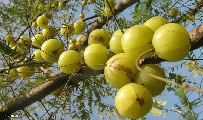 Baishnab  Grafted Amla live plantV2 Amla Plant-thumb0