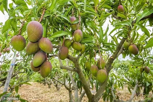 Baishnab  ZAZ11 Mango Plant