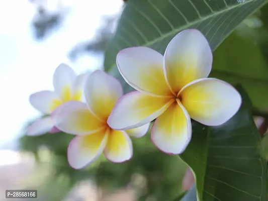 Baishnab Plumeria Plant Plumeria Flower White Mix Live Plant CF11