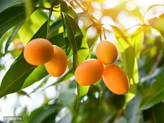 Baishnab  Amrapali Mango Grafted Plant Mango Plant