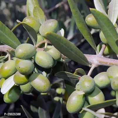 Baishnab  Indian OliveJalpai Live Plant CF011 ZZ