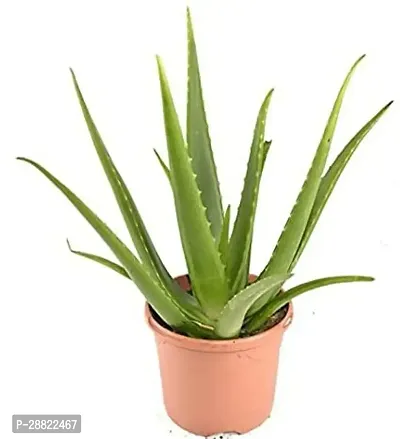 Baishnab  Aloe Vera Plant CFA15 Aloe Vera Plant-thumb0