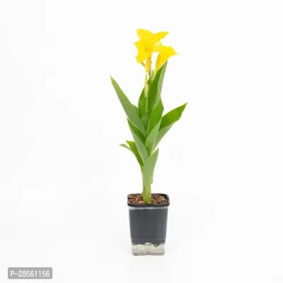 Baishnab Canna Lily Plant Maitra And Sons