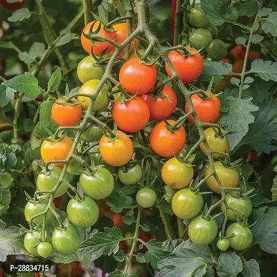 Baishnab tomato seed 100 ps dfHybrid Golden Orange Cherry Tomato Rich Flavour100PIECE