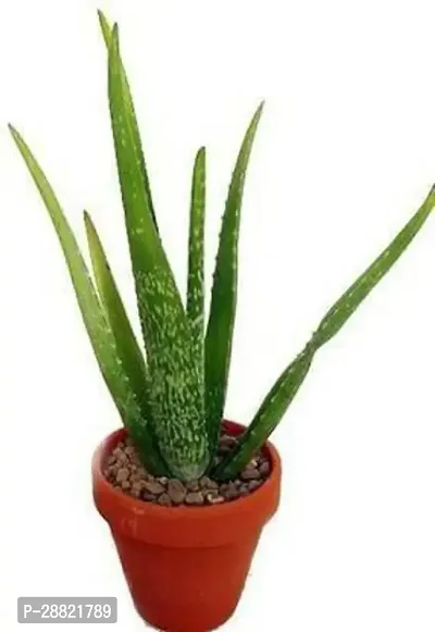 Baishnab  EGLFD1715 Aloe Vera Plant