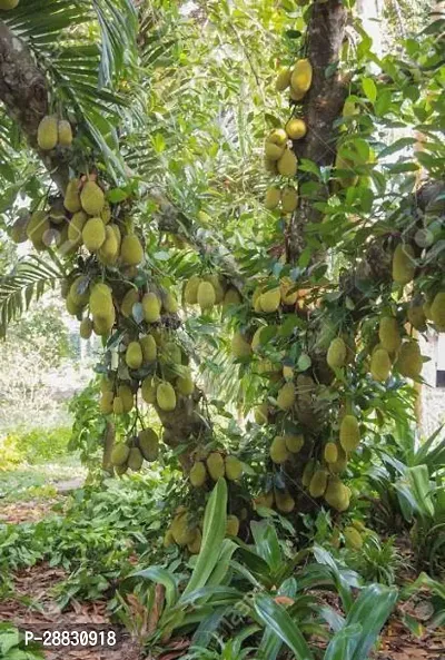 Baishnab  Jackfruit Plant5 Jackfruit Plant