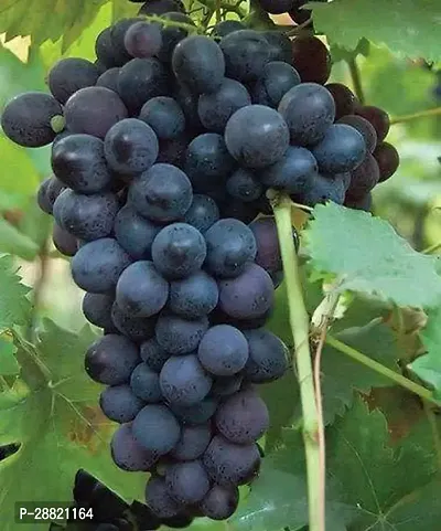 Baishnab  Black Grape Plant Grape Plant-thumb0