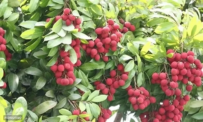 Baishnab  Litchi Plant Live Plant CF3064 Litchi P