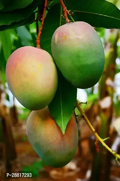 Baishnab  Mango Plant 114 Mango Plant-thumb0