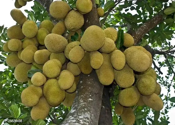 Baishnab  J30 and 31 Jackfruit Jack Fruit Plant