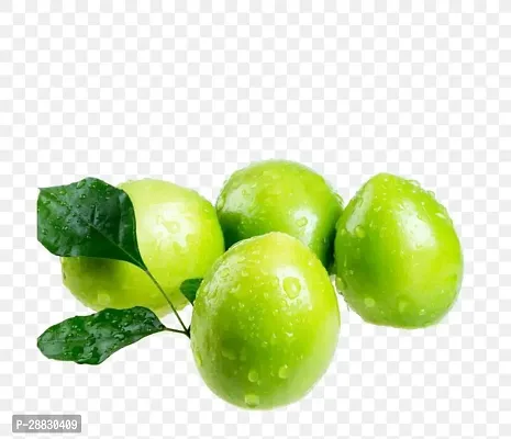 Baishnab  Rixie Jujube plant Jackal Jujube Plant