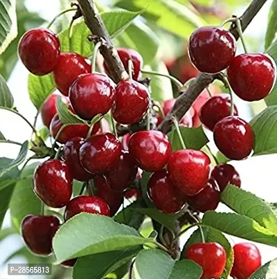 Baishnab Cherry Fruit Plant Green cherry plant-thumb0