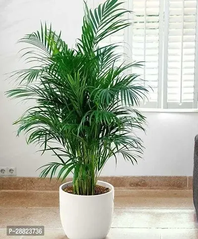 Baishnab  Z123 Areca Palm-thumb0