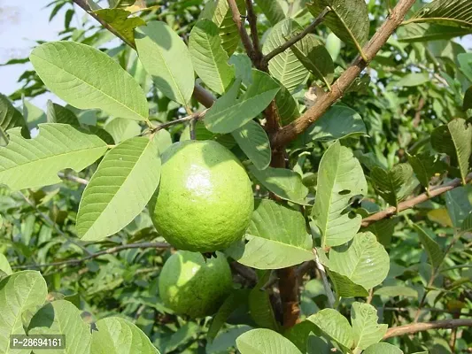 Baishnab Guava Plant AIC-thumb0