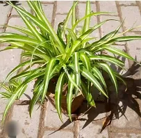 Baishnab Spider Plant Spider Plant-thumb2