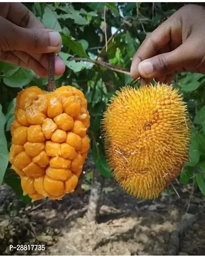 Baishnab  YELLOW GUAVA Jack Fruit Plant