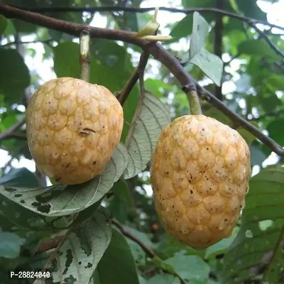 Baishnab  Custard Apple Live Plant CF00251 Custar