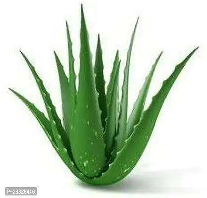 Baishnab  AQAA11 Aloe Vera Plant-thumb0