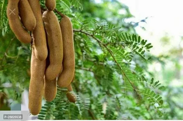 Baishnab  TamarindTatul plant Tamarind Plant-thumb0