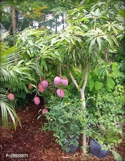 Baishnab  Gulab Khaas Mango Live Grafted Plant G06