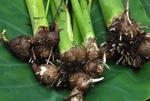 Baishnab Arabi Beej seed 9 per packetTaro Root   Arbi   Dasheen   Eddoes Vegetable Bulbs    T37069PIECE-thumb2