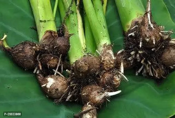 Baishnab Arabi Beej seed 9 per packetTaro Root   Arbi   Dasheen   Eddoes Vegetable Bulbs    T37069PIECE-thumb3