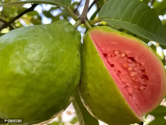 Baishnab Guava Plant Ruby Supreme Guava Plant-thumb2