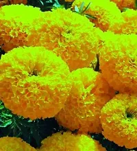 Baishnab gandha seeds yhujbyuMariGold Gainda Seed  50 per packet50PIECE-thumb3