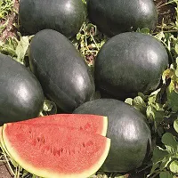 Baishnab Water mellon seed  50psGennext Hybrid Alladin 292 Water Melon Seeds50PIECE-thumb3