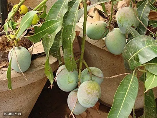 Baishnab  Himsagar Live Grafted Mango Plant Him03 M-thumb0