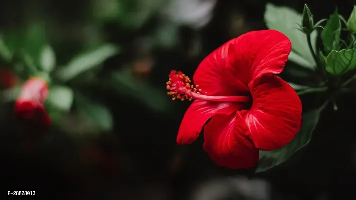 Baishnab  Hibiscus Red CF2046 Hibiscus Plant-thumb0