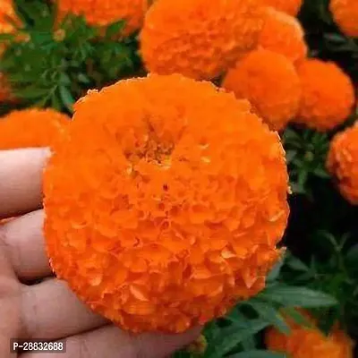 Baishnab Marigold flower seed 15 per packetrbMarigold Hybrid Flower Seeds    m6915PIECE-thumb0