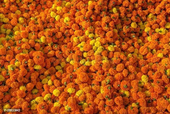 Baishnab Marigold seed 36.PsQR 101036PIECE