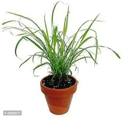 Baishnab  NDS LEMON GRASS 1 Lemon Grass Plant-thumb0