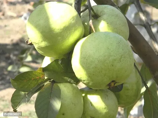 Baishnab  GUAVA10 Guava Plant