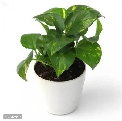 Baishnab  mony plant A2 Money Plant-thumb0