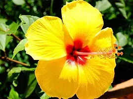 Baishnab Hibiscus Plant Yellow hibiscus plant-thumb1