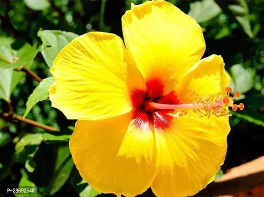 Baishnab Hibiscus Plant Yellow hibiscus plant-thumb2