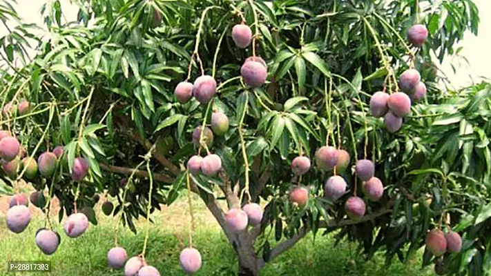 Baishnab  Mango plant 87 Mango Plant