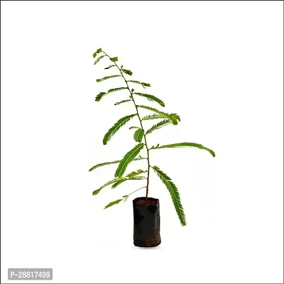 Baishnab  AmlokiPlants Amla Plant-thumb0