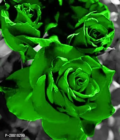 Baishnab  GREEN ROSE ZZ PLANT Rose Plant