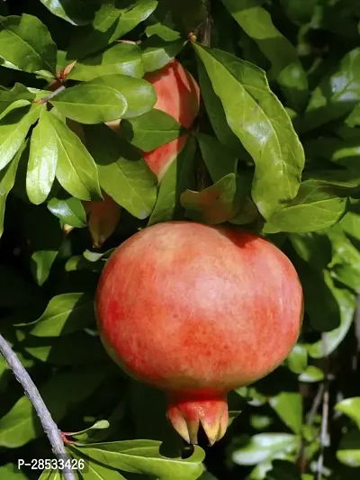 Baishnab Pomegranate Plant Pomegranet plant mc guyuyg-thumb0