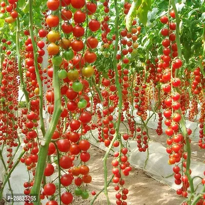 Baishnab tomato seed fbb 1000 ossmRed Cherry Cascade Tomato Fresh Organic Vegetablse Seeds1000PIECE