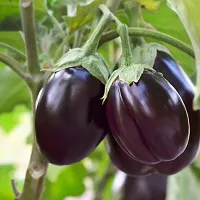 Baishnab Brinjal Seed 15 Ps AS 83715PIECE-thumb1